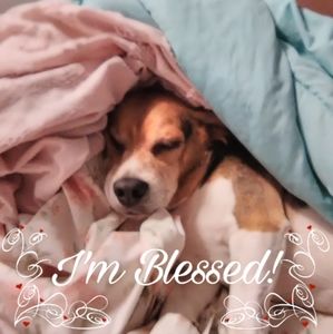 Meet your Posher, Pam